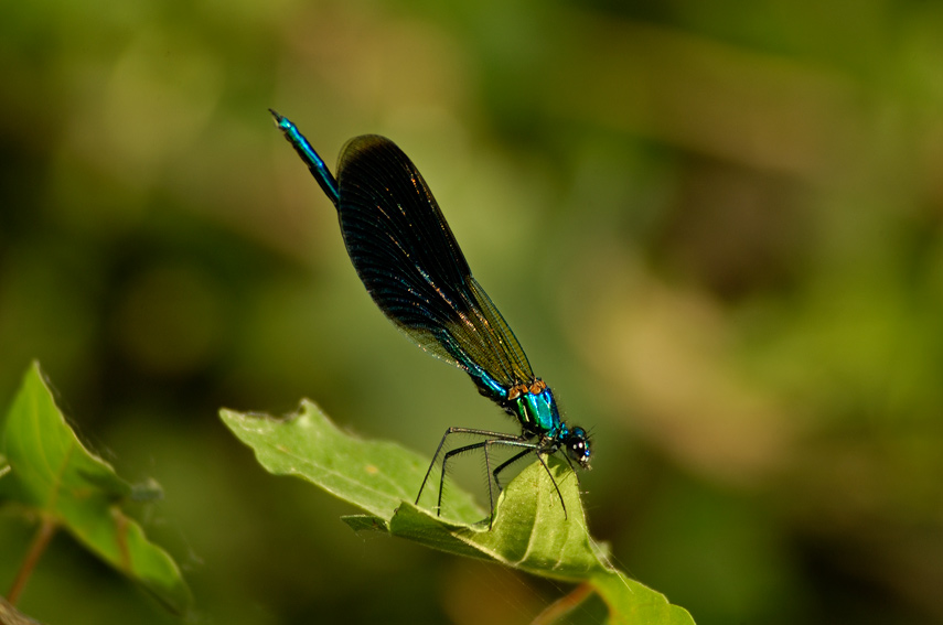 Calopteryx ....vari!?